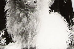 pekinese3