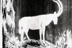 Steinbock-58