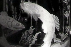 fische-mit-pflanzen-48
