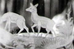 hirschkuehe
