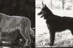 portrait-schaeferhund