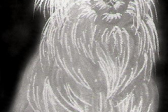 portrait-yorkshire-terrier-230