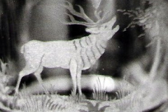 roehrenderhirsch