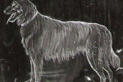 schaeferhund