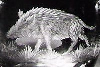 wildsau